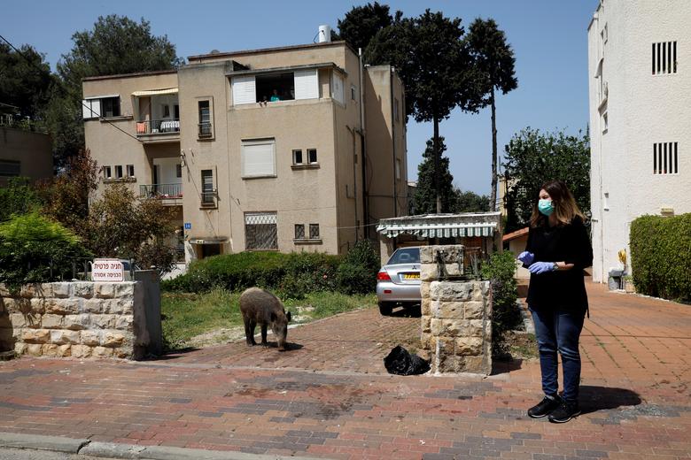 Wild Boars Roam Israeli City Under Coronavirus Lockdown (Photos)