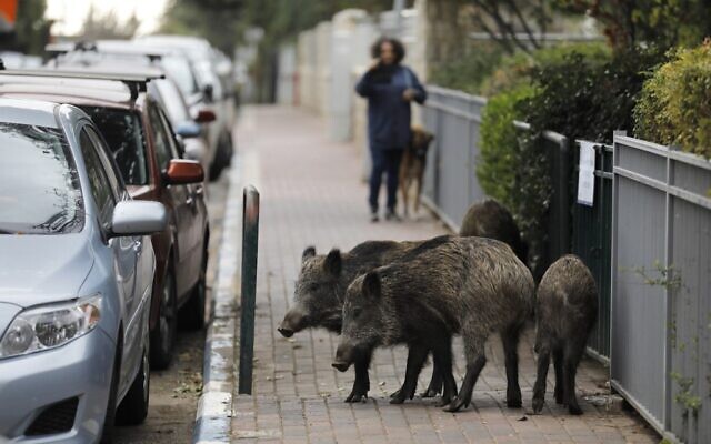 Animal Invasion Frightening Residents of Coronavirus Lockdown City ...