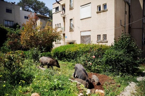 Wild boars invade Israeli streets amidst coronavirus lockdown ...