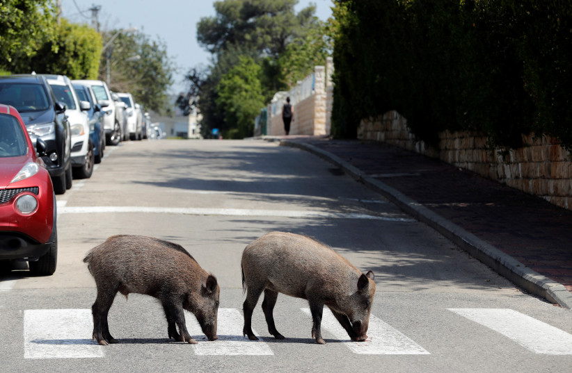 Wild pigs patrol Haifa as city remains under coronavirus lockdown ...