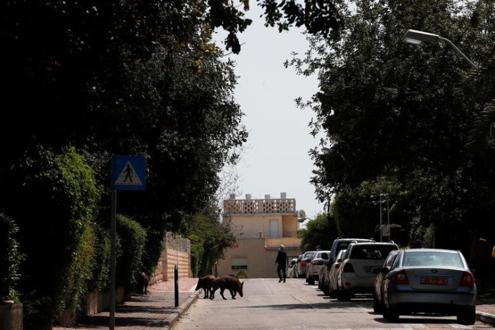 Wild Boars roam Israeli City under Coronavirus Lockdown (Photos ...