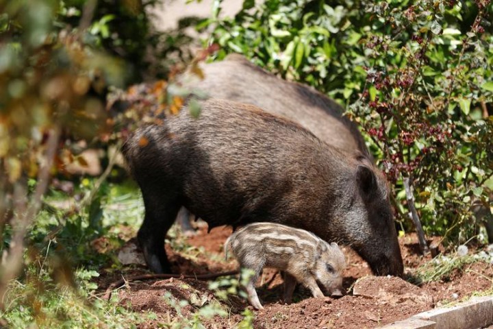 Wild Boars roam Israeli City under Coronavirus Lockdown (Photos ...